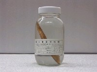 藏品(擬短角單棘魨)的圖片